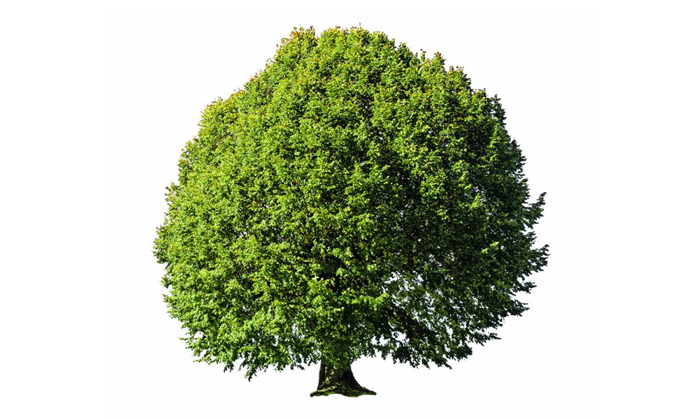 Yüzyıllık Marka Olmak Projesi